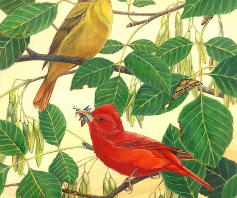 Linda Howard Bittner